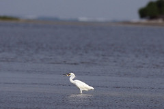 唐白鷺於東沙島潟湖捕食魚類 圖片由海洋國家公園管理處東沙管理站提供 