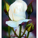 White_Rose_Pronged_Crown_by_Frostola (1)