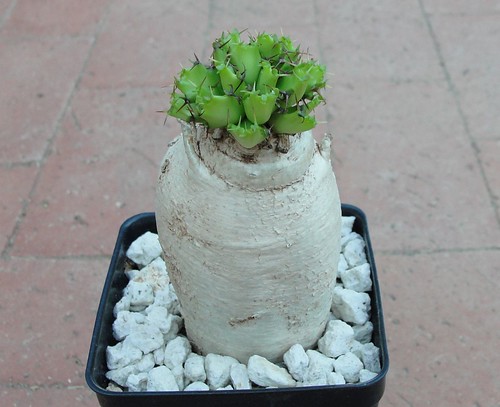 Euphorbia stellata new by ferox56