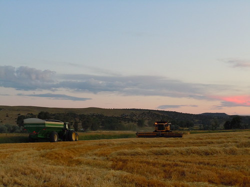 Harvesting barley