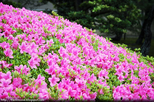 Nijo Castle 二条城 - Ninomaru Garden
