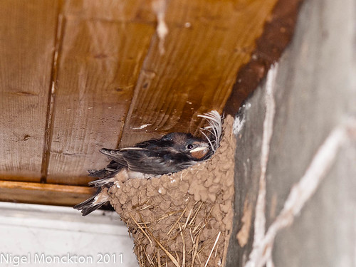 1000/520: 05 August 2011: Nesting Swifts by nmonckton