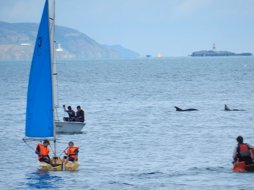 Saturday afternoon in Bray harbour - dolphin spotting