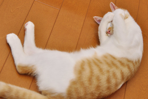 フリー写真素材|動物|哺乳類|猫・ネコ|寝顔・寝ている|
