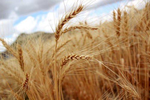 Montana wheat.