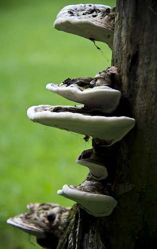 fungus  by McBeth