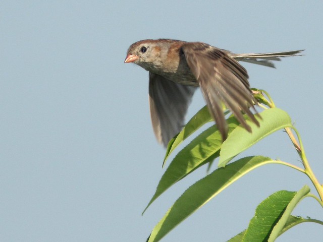 Field Sparrow in flight 20110819