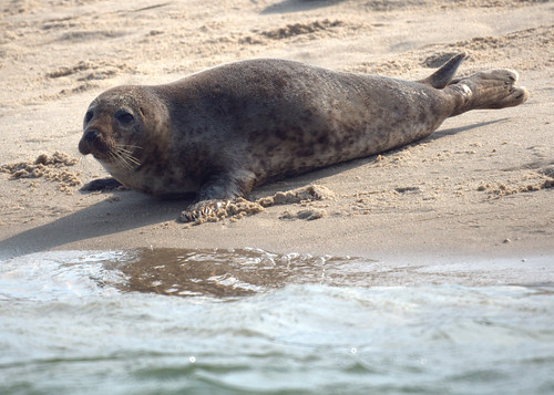 Cape Cod Seal
