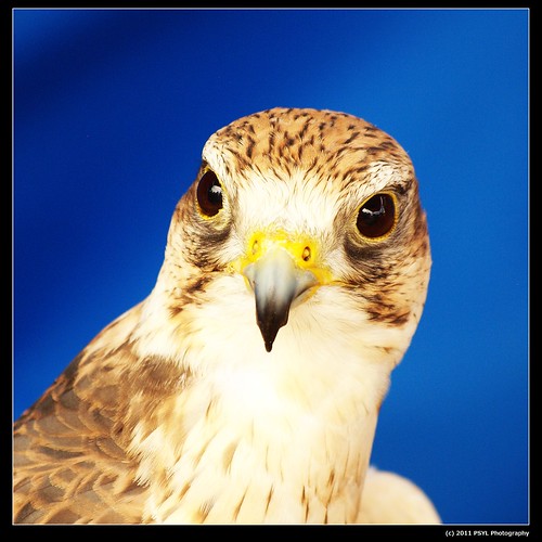 Portrait of Arrow, the Saker Falcon (Falco cherrug)