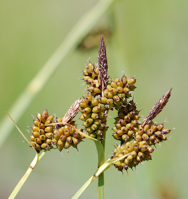 Carex raynoldsii (Raynolds' sedge)
