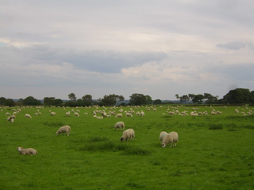 190811 Sheep on Arthington Lane