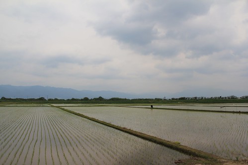 Rice Fields 田んぼ