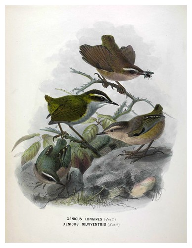 007-A History of the Birds of New Zealand 1873-Sir Walter Lawry Buller
