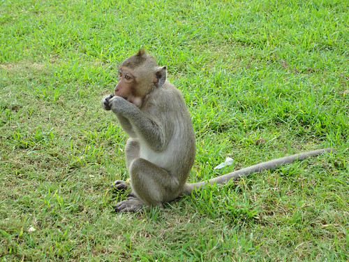 Monkey 6 eating