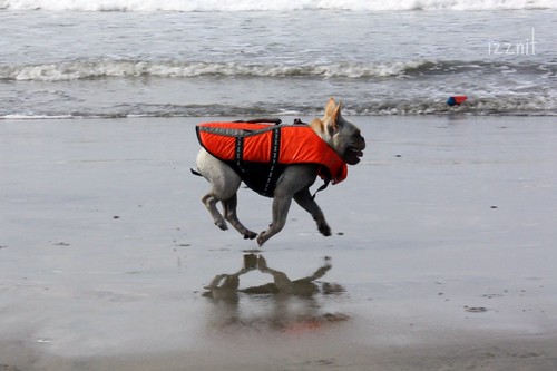 Frenchie in Lifejacket on Beach
