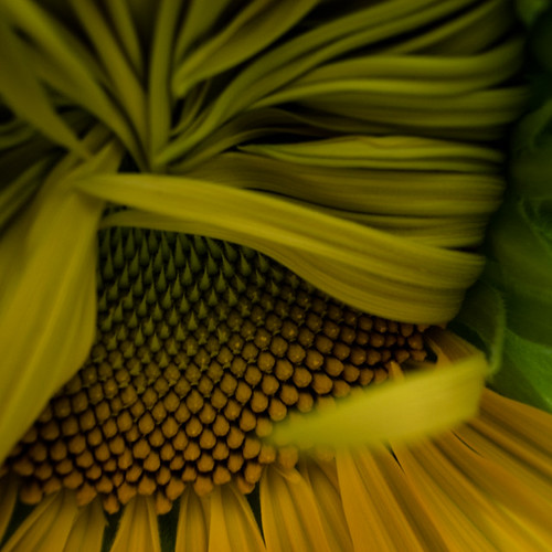 Sunflower Dancing in the Shadows