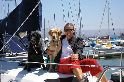Yacht Dogs!