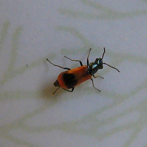 orange-beetle