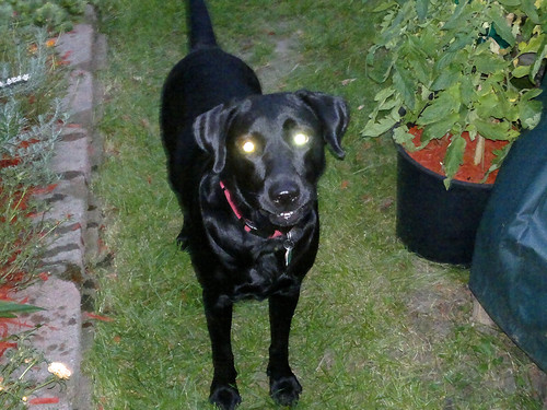 Midnight the lab with what looks like flares for eyes! whoa!