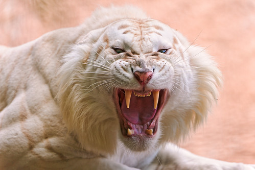  フリー写真素材, 動物, 哺乳類, 虎・トラ, ホワイトタイガー, 口を開ける, 怒る,  