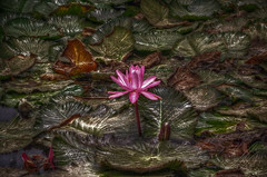 Flor en el estanque 2
