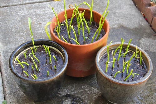 How to Grow Kangkong in a Pot 