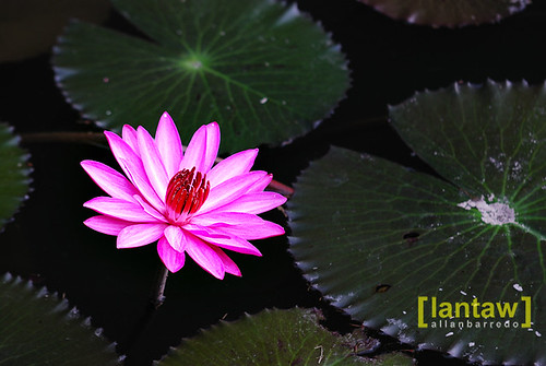 Lake Sebu Lotus Flower