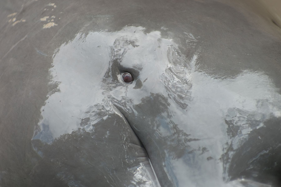 Иния, Амазонский речной дельфин