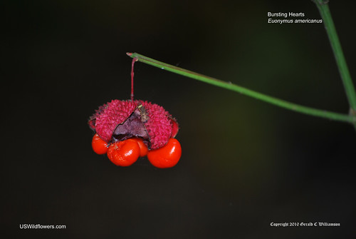 Bursting Heart, Hearts-a-bustin', Strawberry Bush. - Euonymus americanus