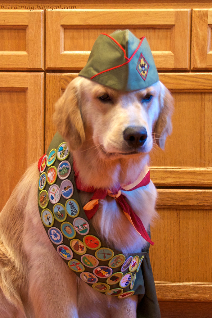 Boy Scout Dog