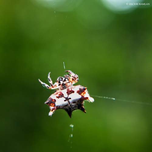Orb Spider by Zackri Zim'S