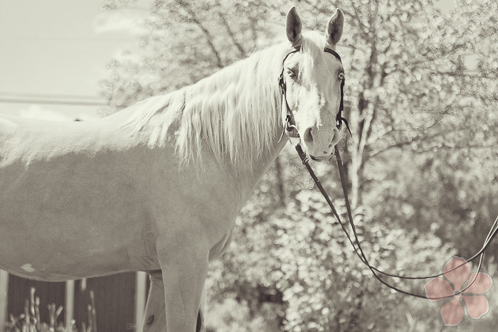 Halifax NS Wedding Portrait Horse Equine photography - Splash & Donna - Nicole Payzant -  (6 of 26)