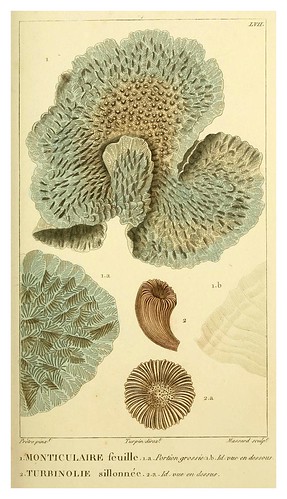 014-Manuel d'actinologie ou de zoophytologie (Volume plates) 1834- H.-M. Ducrotay Blainville
