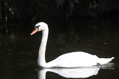 THE LONE SWAN