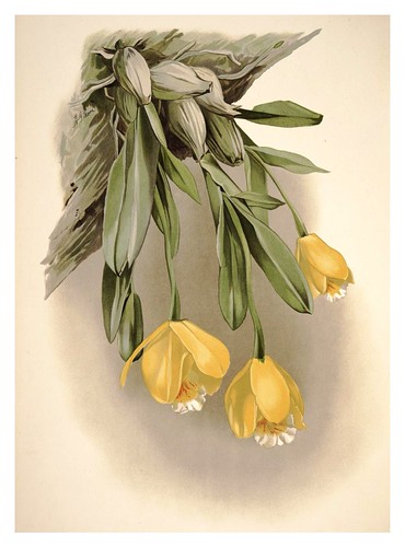 005-Cattleya citrina-Reichenbachia-Orchids illustrated and described..Vol I-1888-F.Sander
