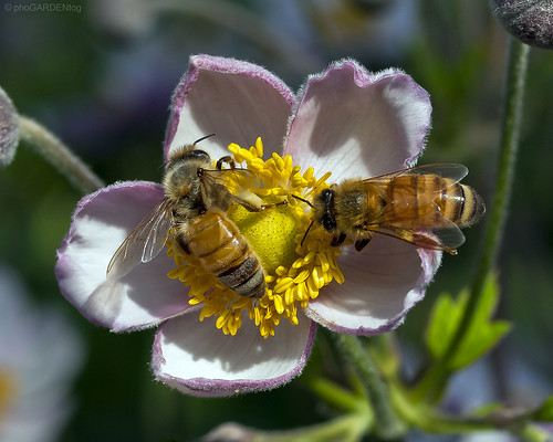 Don't Worry, Bee Happy! by phoGARDENtog