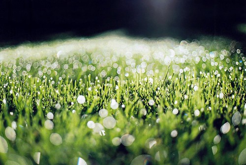 フリー写真素材|花・植物|芝生|雫・水滴|