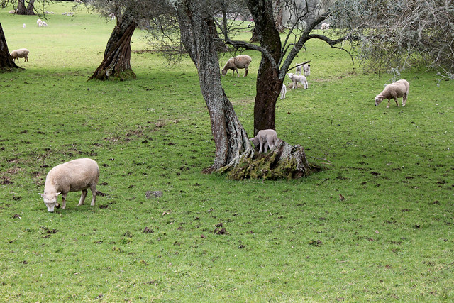 Lamb in a tree