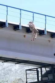 Thia is what a donkey hanging from a bridge looks like