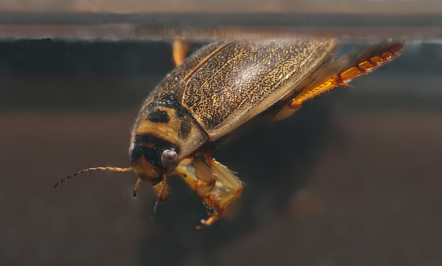 Rhantus suturalis diving beetle 2 edited