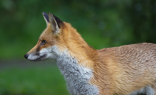 red fox 5