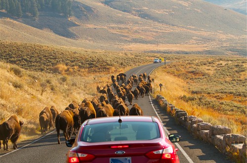 Bison Jam in Lamar Valley by Mark/MPEG (Midwest Photography Enthusiasts Group)