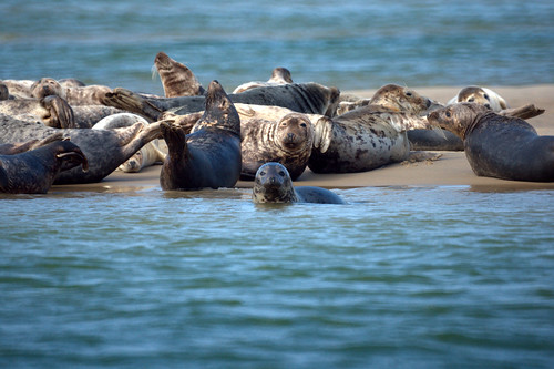 Gray Seals: Cape Cod