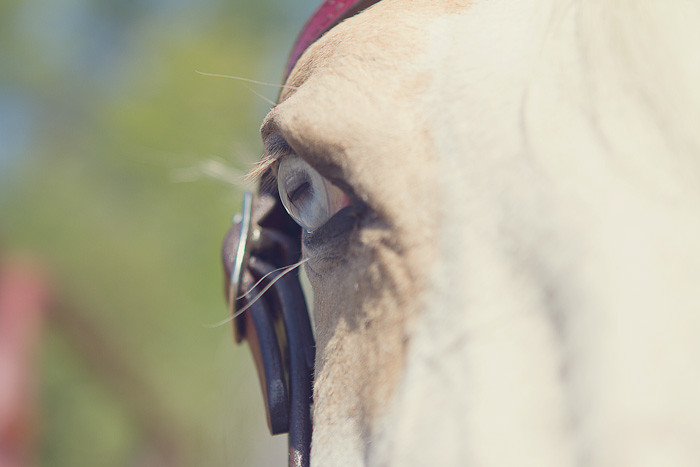 Halifax NS Wedding Portrait Horse Equine photography - Splash & Donna - Nicole Payzant -  (4 of 26)