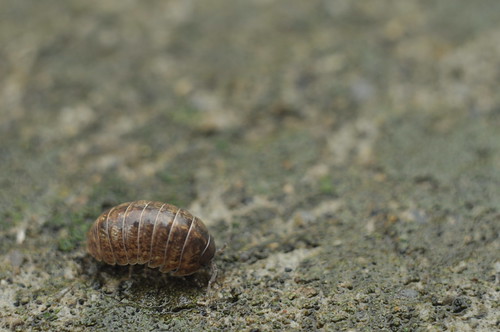 Japanese Rolly polly