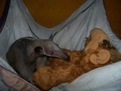 Anteater and ALF