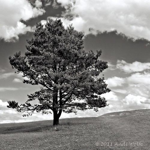 Lone Pine by andiwolfe