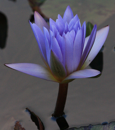 waterlily94f