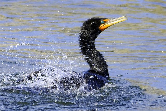 shaking double crested cormorant 2