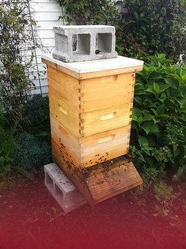Our New And Taller Hive